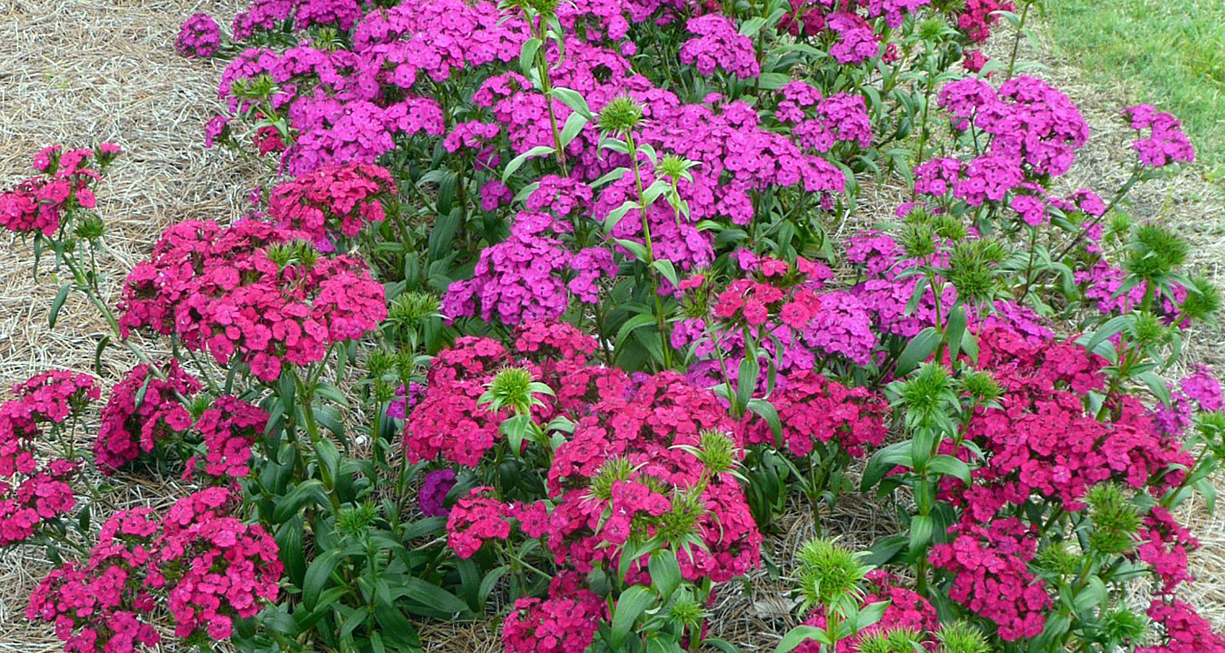 Pink Amazon Dianthus flowers.